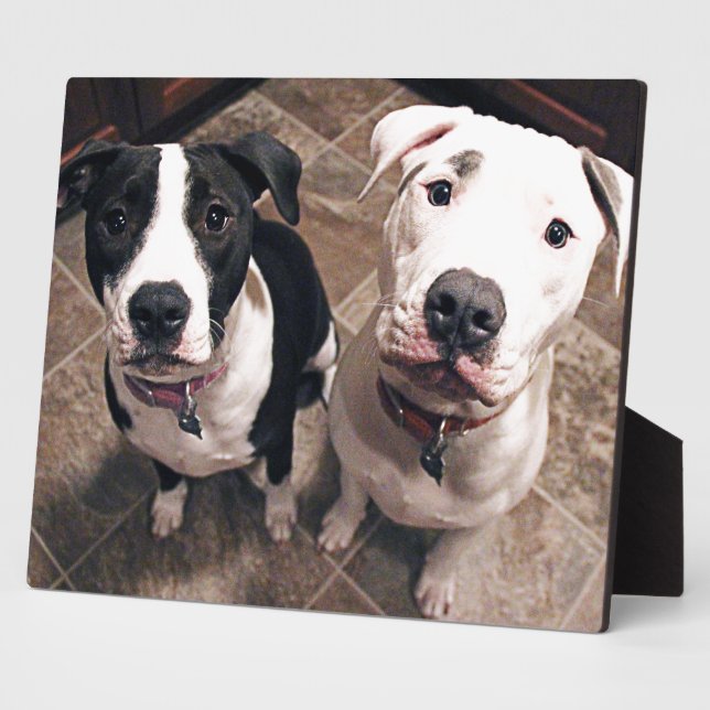 Plaque Photo adorables chiots pitbull chiens (Côté)