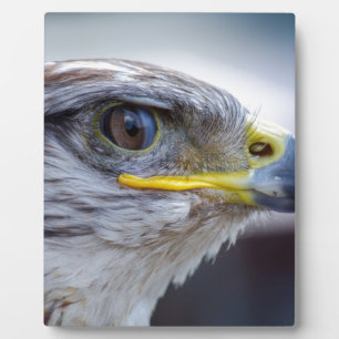 Plaque Photo Aigle