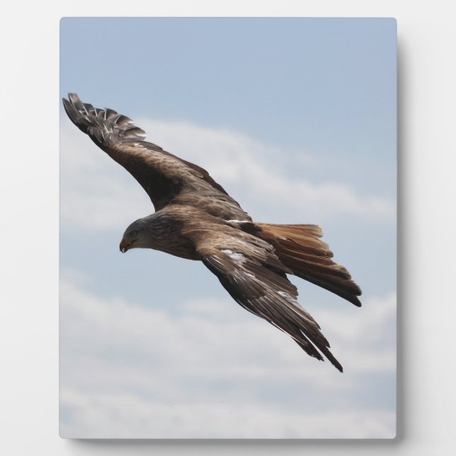 Plaque Photo Aigle (Devant)