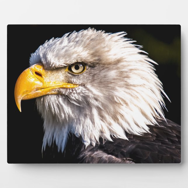 Plaque Photo Aigle 2 (Devant)
