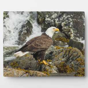 Plaque Photo Aigle à tête blanche