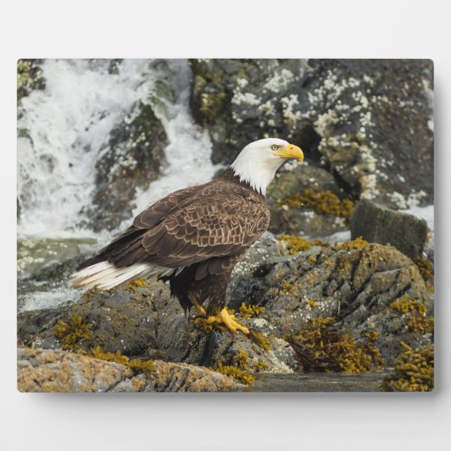 Plaque Photo Aigle à tête blanche (Devant)