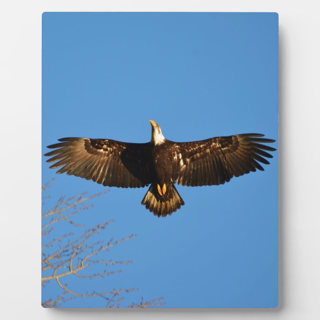 Plaque Photo Aigle à tête blanche (Devant)