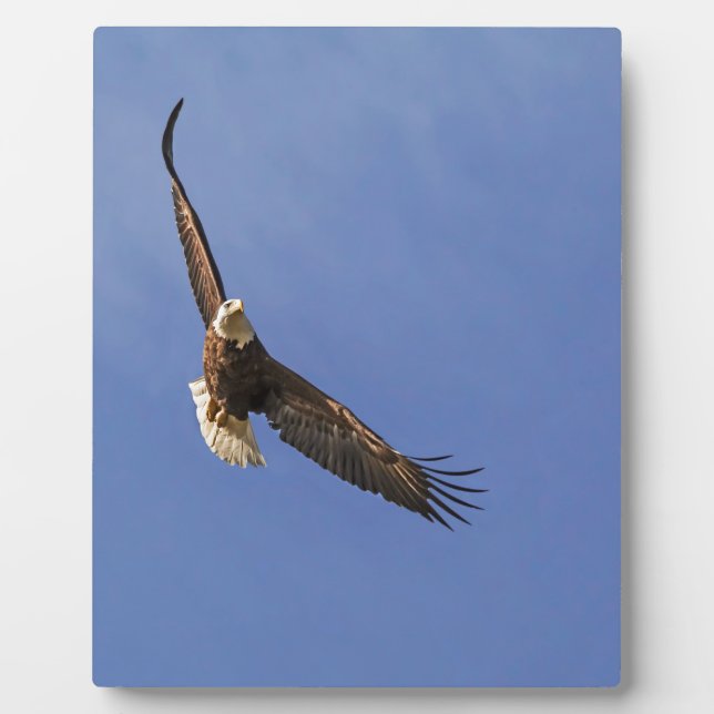 Plaque Photo Aigle à tête blanche en vol (Devant)