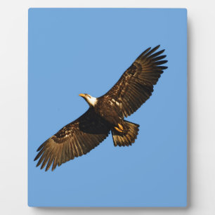 Plaque Photo Aigle chauve en vol 2