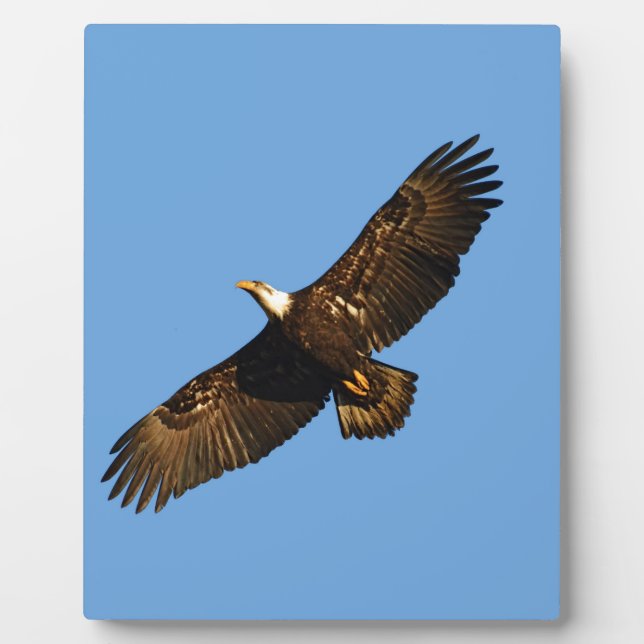 Plaque Photo Aigle chauve en vol 2 (Devant)