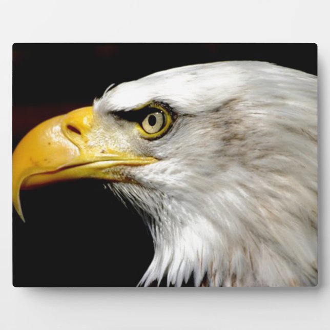 Plaque Photo Aigle de Bald (Devant)