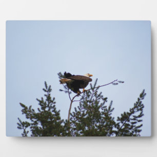 Plaque Photo Aigle de Bald