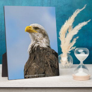 Plaque Photo Aigle de Bald