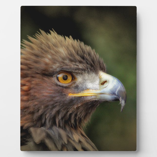 Plaque Photo aigle royal (Devant)