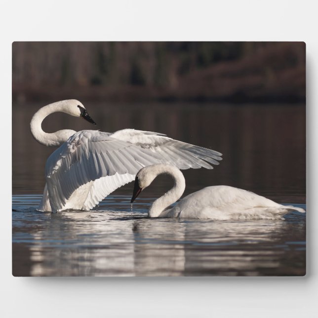 Plaque Photo Aimer les cygnes (Devant)