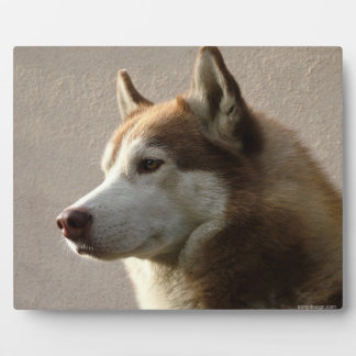 Plaque Photo Alaskan Malamute Chien photo