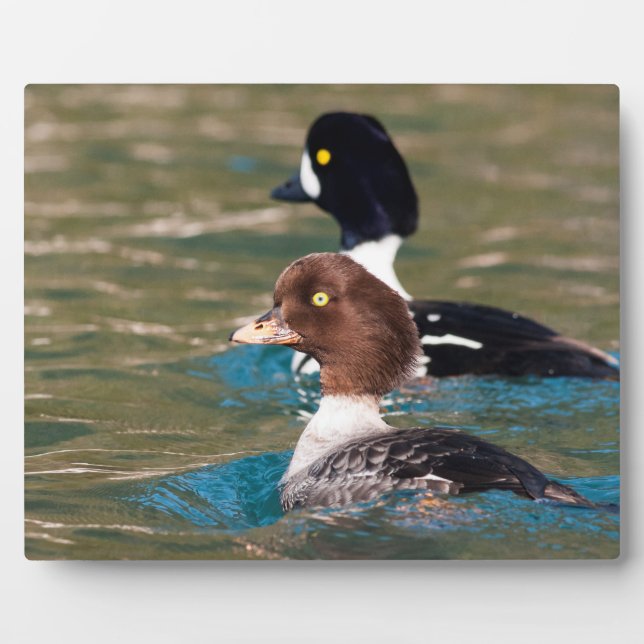 Plaque Photo Alert Goldeneye (Devant)
