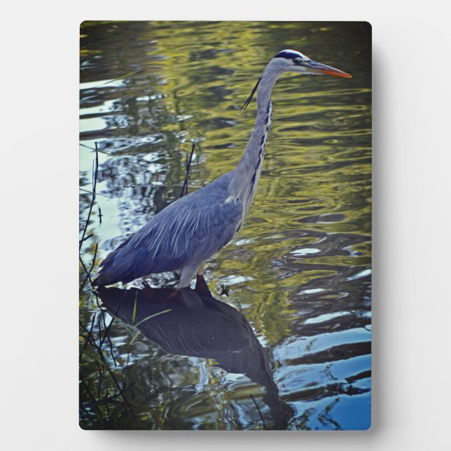 Plaque Photo Alimentation de héron dans l'étang à RHS Wisley, R (Devant)