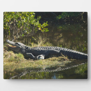 Plaque Photo Alligator américain se reposant le long d'une zone