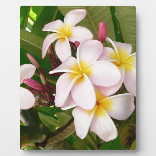 Plaque Photo Aloha le Frangipani hawaïen fleurit des Plumerias