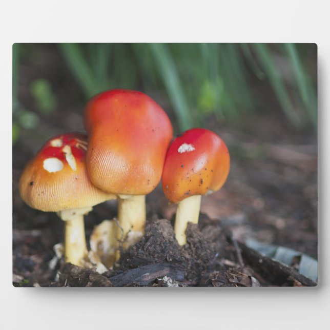 Plaque Photo Amanita family mushrom (Devant)