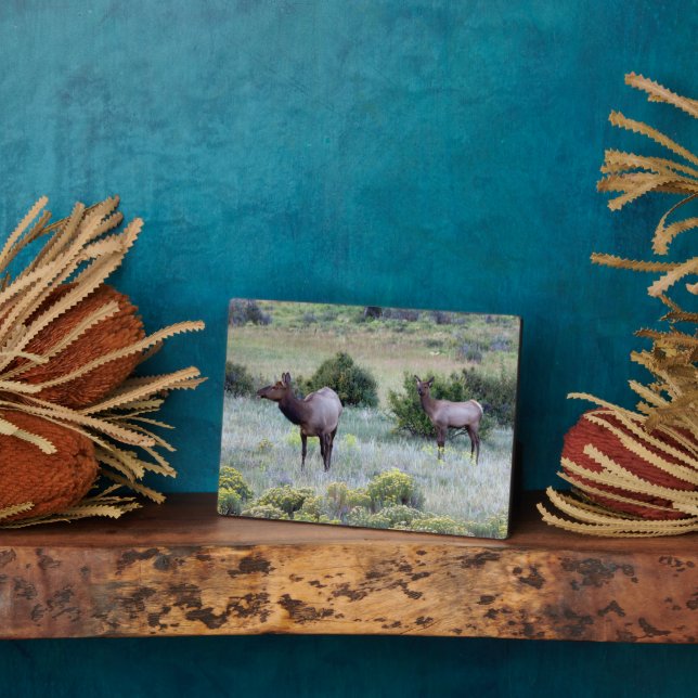 Plaque Photo American Elk | Colorado (Côté)