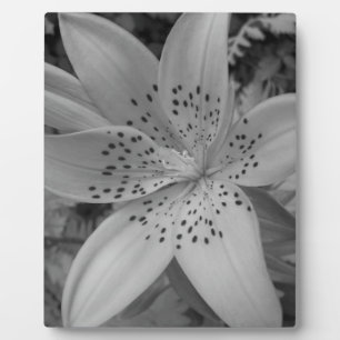 Plaque Photo American Tiger Lily