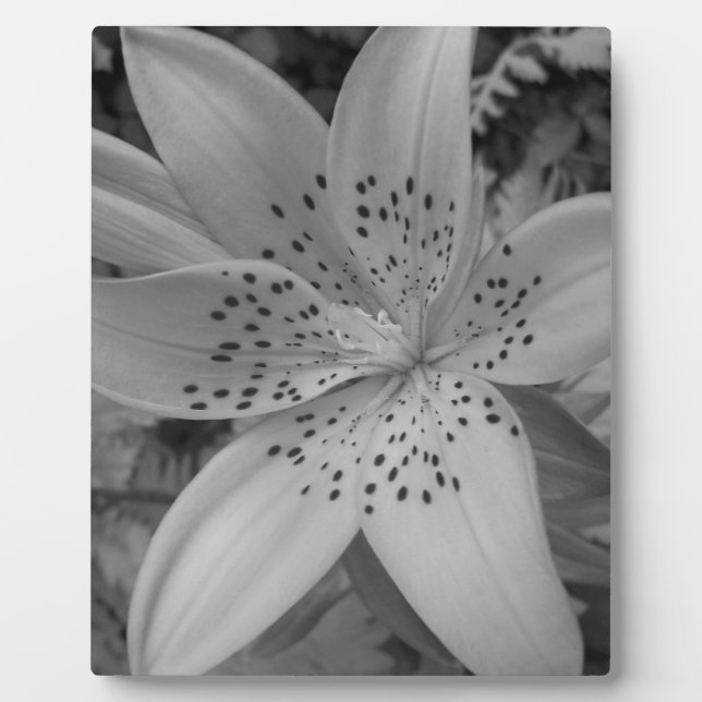Plaque Photo American Tiger Lily (Devant)