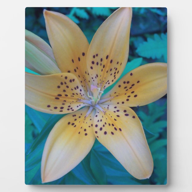 Plaque Photo American Tiger Lily (Devant)