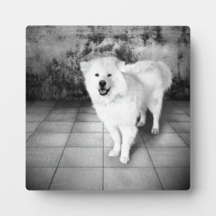 Plaque Photo Amour Fidèle