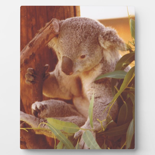 Plaque Photo Amour Koala (Devant)
