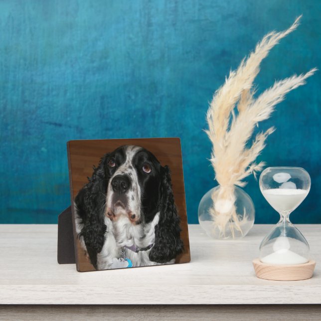 Plaque Photo Anglais Springer Spaniel Pet Photo Carré (Insitu)
