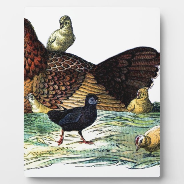 Plaque Photo Animal de cru de poulets (Devant)