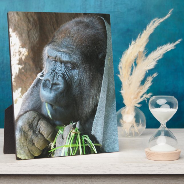 Plaque Photo Ape hood ~ Japonais Gorilla Manger (Côté)