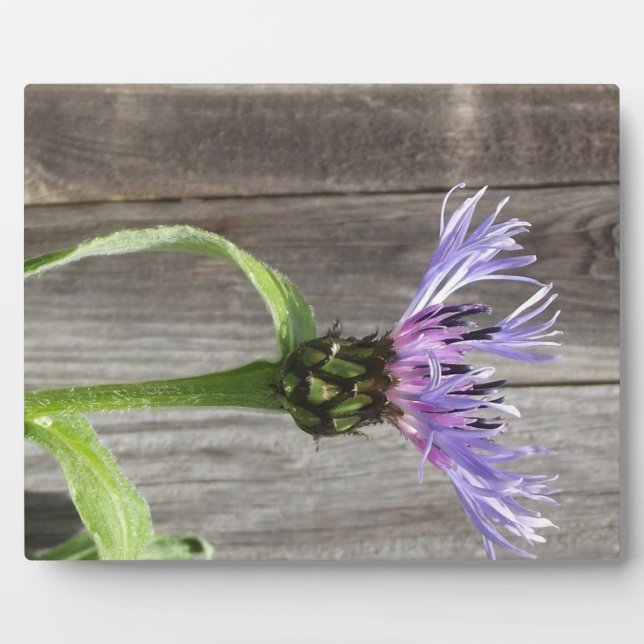 Plaque Photo Après-midi Violet ~ 8x10 Avec Eau (Devant)