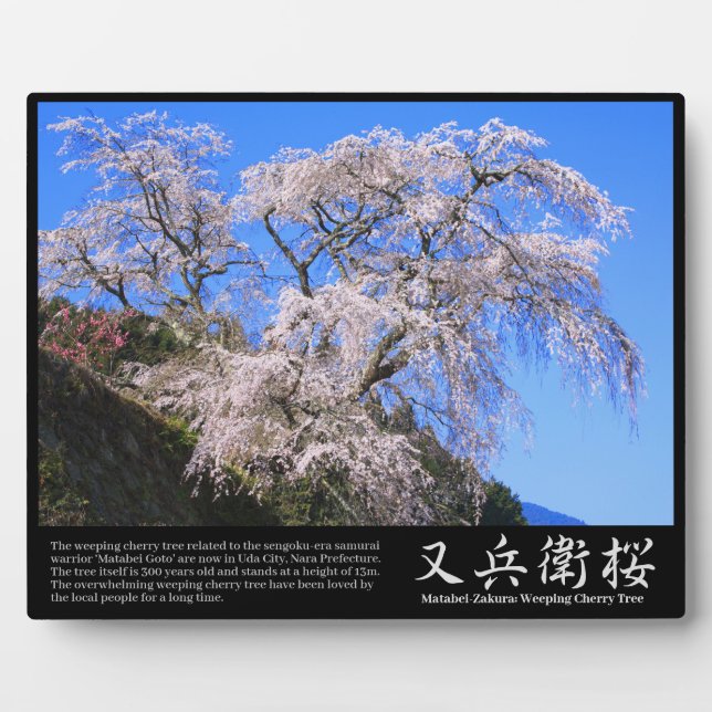 Plaque Photo Arbre à fleurs de cerisier pleureur Matabei-Zakura (Devant)