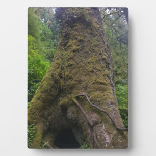 Plaque Photo Arbre géant d'épinette, Cap Perpetua, OU