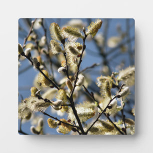 PLAQUE PHOTO ARBRE SAUVAGE