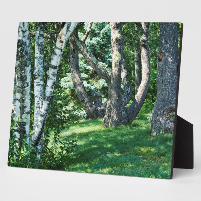 Plaque Photo Arbres à flanc de colline (Côté)
