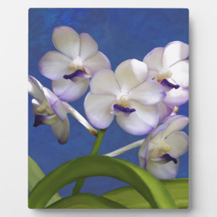 Plaque Photo Art coloré de photographie d'usines florales de fl