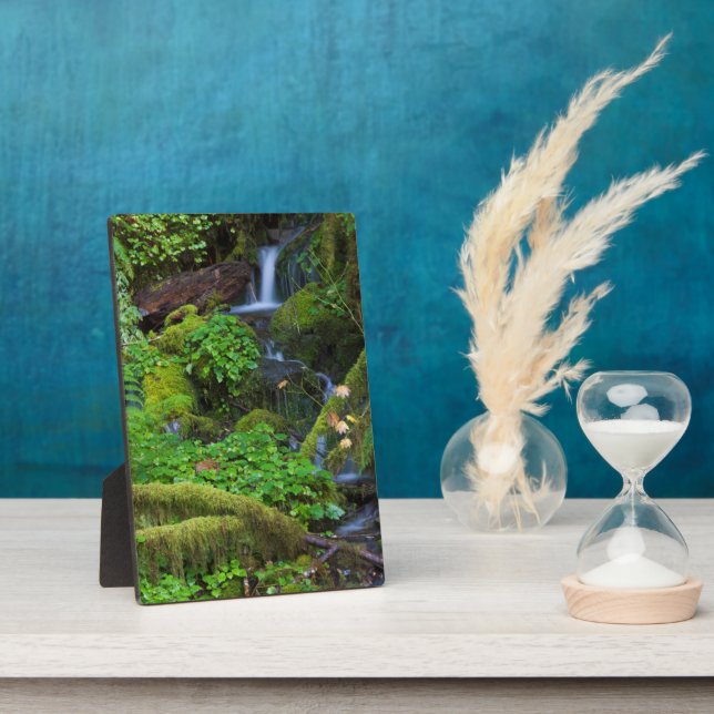 Plaque Photo Autumn Rainforest | Olympic National Park (Côté)