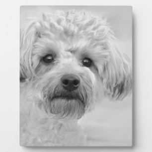 Plaque Photo Awesome Yorkie Poo dans les tons Sepia