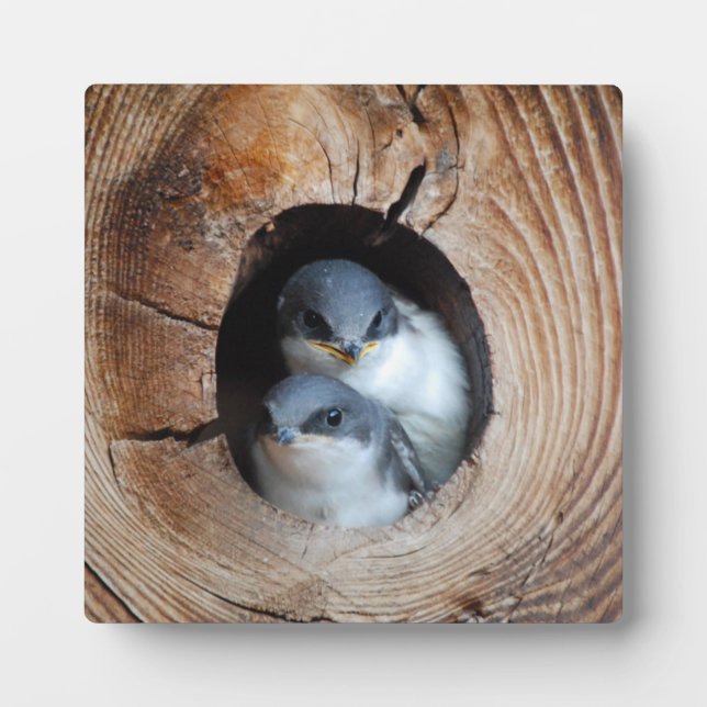 Plaque Photo Baby Birds (Devant)