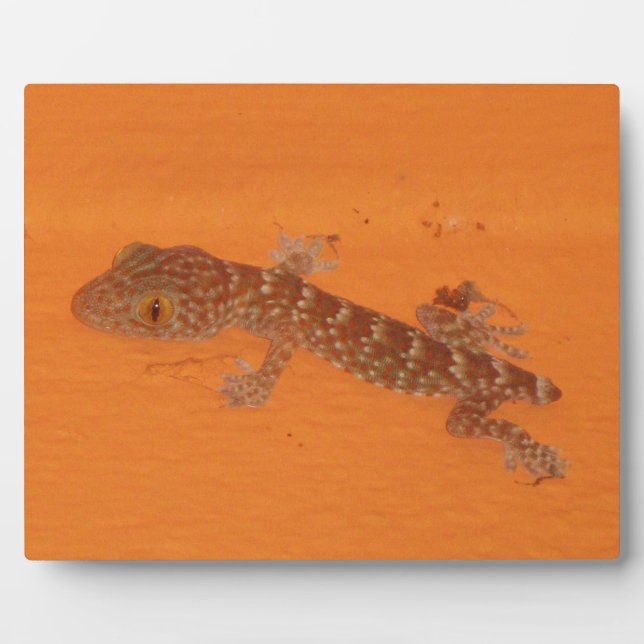 Plaque Photo Baby Tokay Gecko (Devant)