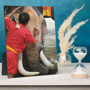 Plaque Photo Bain Eléphant ... Ayutthaya, Thaïlande