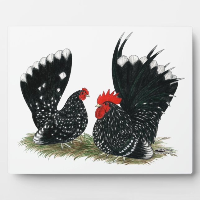Plaque Photo Bantams Japonais Mottés (Devant)
