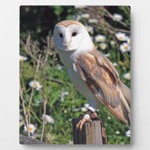 Plaque Photo Barn Owl