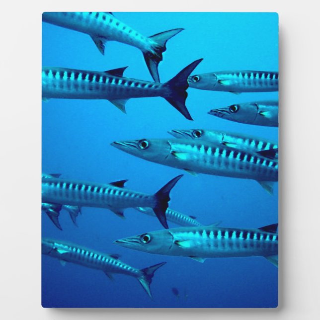 Plaque Photo barracuda plongée mer profonde océan eau tropicale (Devant)