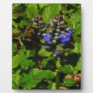 Plaque Photo Baume d'abeille pourpre et bourdon