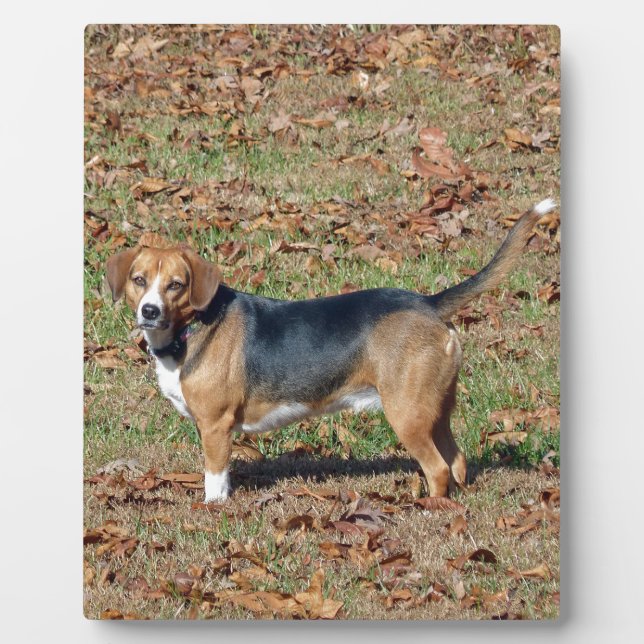Plaque Photo Beagle (Devant)