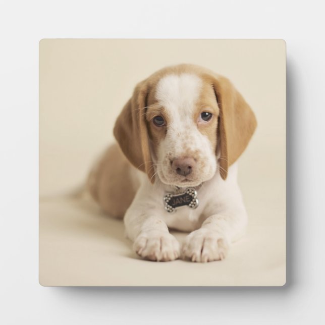 Plaque Photo Beagle Puppy (Devant)