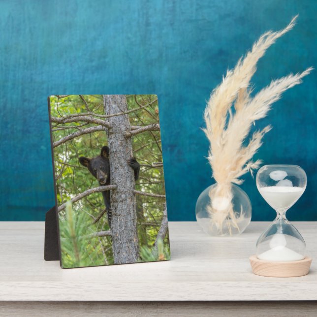 Plaque Photo Bear Cub Climbing Tree (Côté)