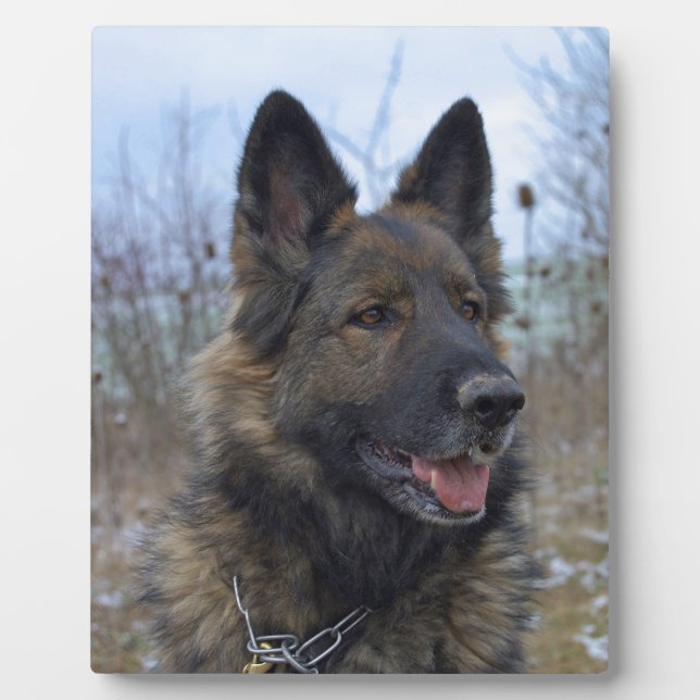 Plaque Photo beau chiot berger allemand noir et feu (Devant)