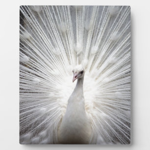 Plaque Photo Beau paon blanc